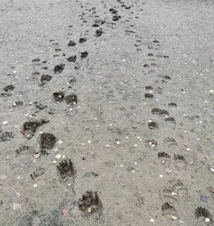 Заметить следы
