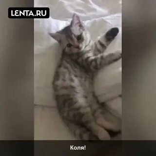 Коля котенок