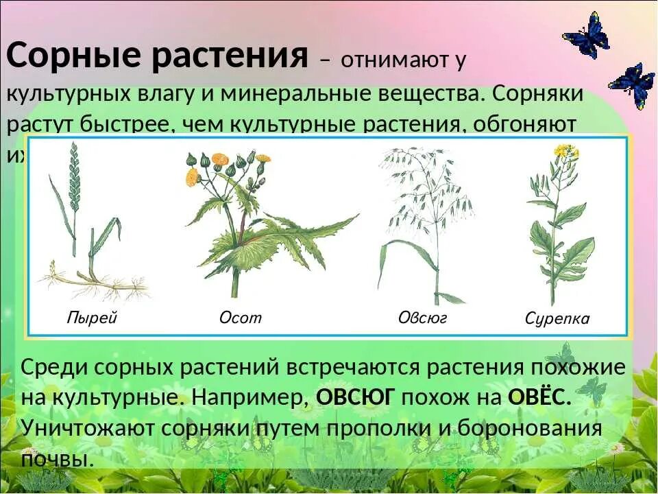 Что такое растения текст. Распространение культурных растений. Сорные травы. Сорняки и культурные растения. Виды сорных растений. Растения сорняки названия.