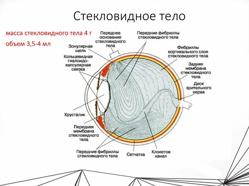 Стекловидное тело глаза что это