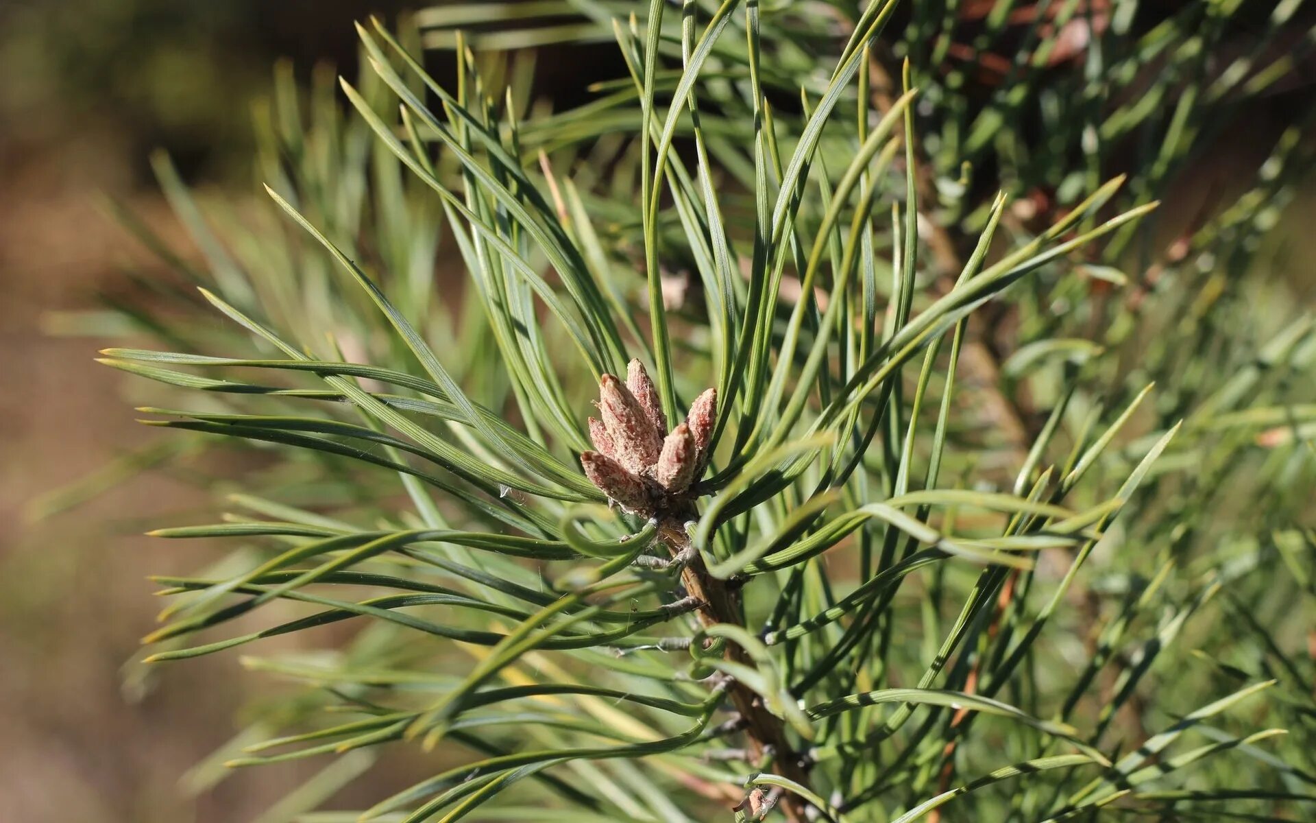 Лапка сосны. Сосна Кедровая Pinus Cembra. Хвоинки сосны кедровой. Pinus Cembra шишка. Кедровый стланик.