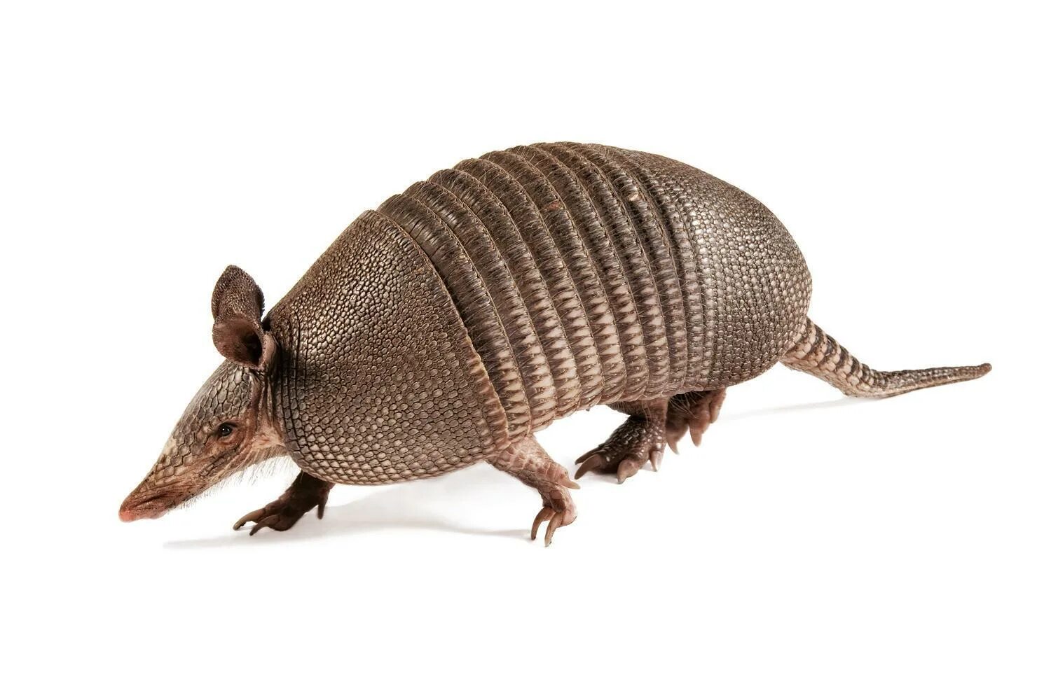 Броненосец альбинос. Броненосец южной америки животное. Броненосец животное. Девятипоясной броненосец. Девятипоясный броненосец.