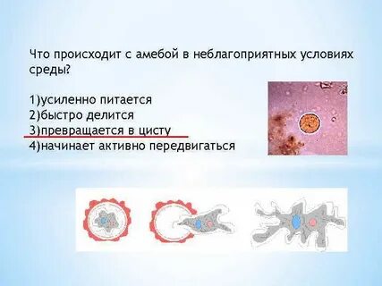 Что происходит с амебой в неблагоприятных