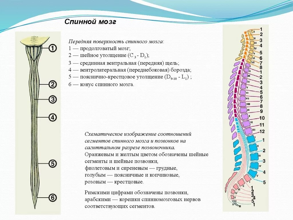 Спинной мозг понятие. Строение спинного мозга утолщения. Шейное утолщение спинного мозга сегменты. Спинной мозг границы верхняя и нижняя утолщения поверхности борозды. Спинной мозг анатомия шейное утолщение.