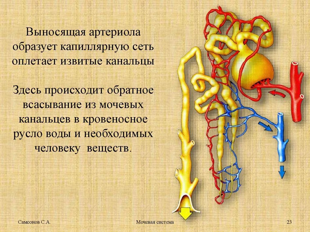 Выносящая артериола почки. Мочевые канальцы. Выносящая артериола. Мочевыделительная система человека. Капиллярная сеть извитых канальцев.