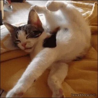 Кот дергается во сне