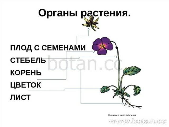 Фиалка строение органов. Строение фиалки схема. Строение органов цветкового растения. Органы растения схема. Цветок плод семя органы служащие для