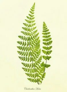 Fern art
