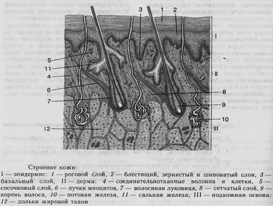 Схема строения кожи структура. Строение эпидермиса кожи 8 класс. Строение кожи млекопитающих слои эпидермиса. Схема строения кожи ЕГЭ.