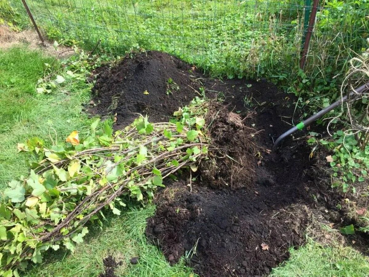 Можно ли вырастить смородину. Смородина в огороде. Посадка смородины. Посадка. Посадка кустарников.