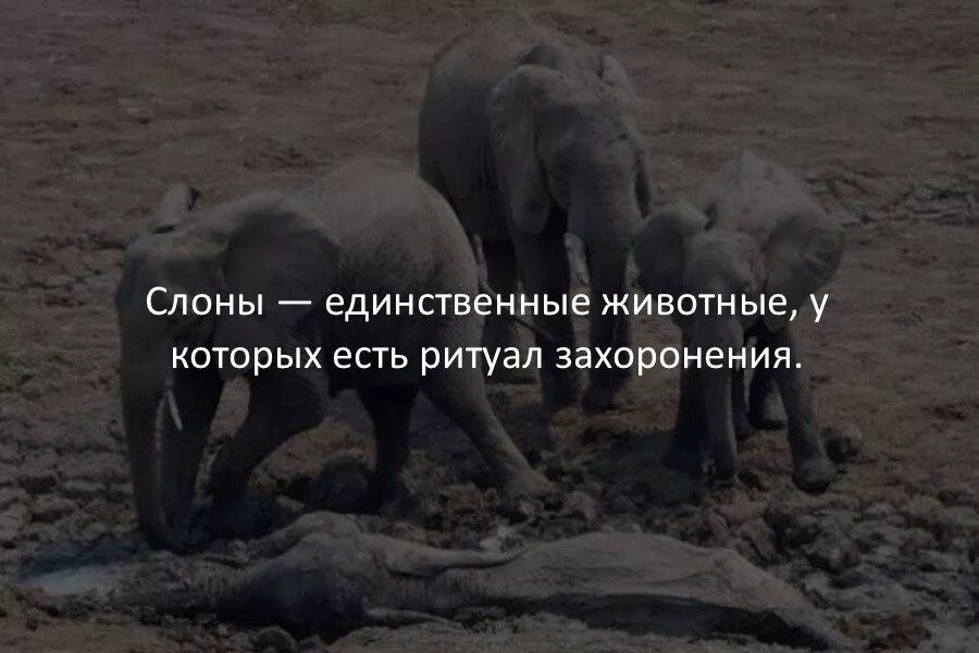 Невероятные факты в которые отказываешься. Невероятные факты. интересные факты фото. невероятные факты в картинках. интересные факты обо всем фото.