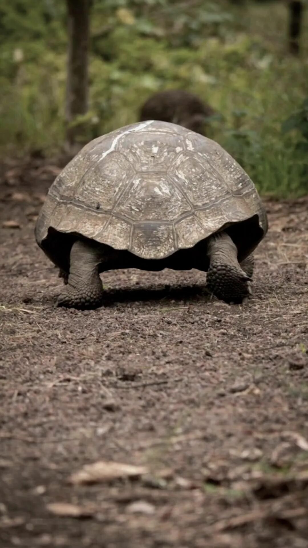 Крокодил слон черепаха. Пресмыкающиеся черепахи. Крокодил и черепаха. Крокодиловая черепаха. Гребнистый крокодил кассиус.