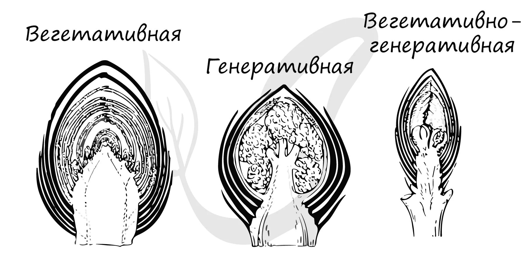 Что находится внутри почек растений У листа за пазухой: что такое пазушные почки