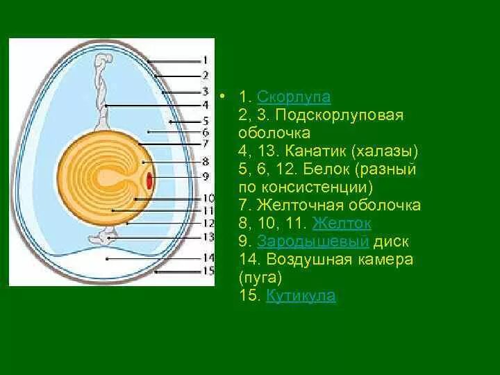 Функции оболочек яйца. Строение подскорлуповой оболочки. Функции подскорлуповой оболочки в яйце птицы. Строение халазы в яйце. Строение подскорлуповой оболочки яйца.