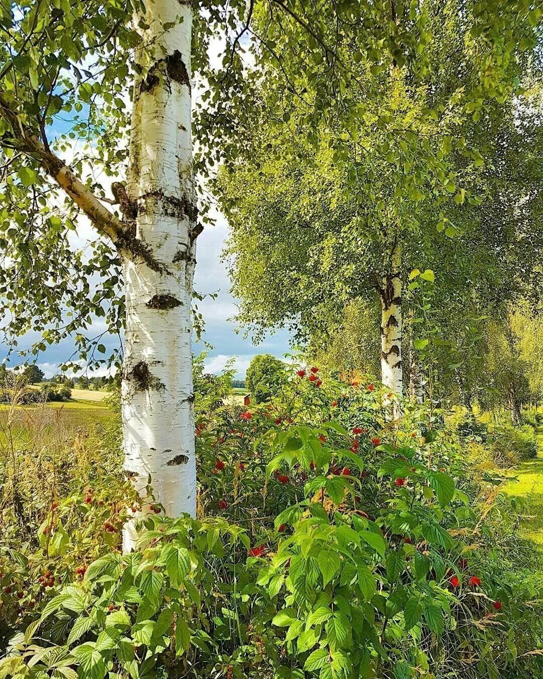 Великая березка. Березовая роща Плес. Березы России. Природа березы. Родина березы.