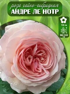 Андре ле нотр