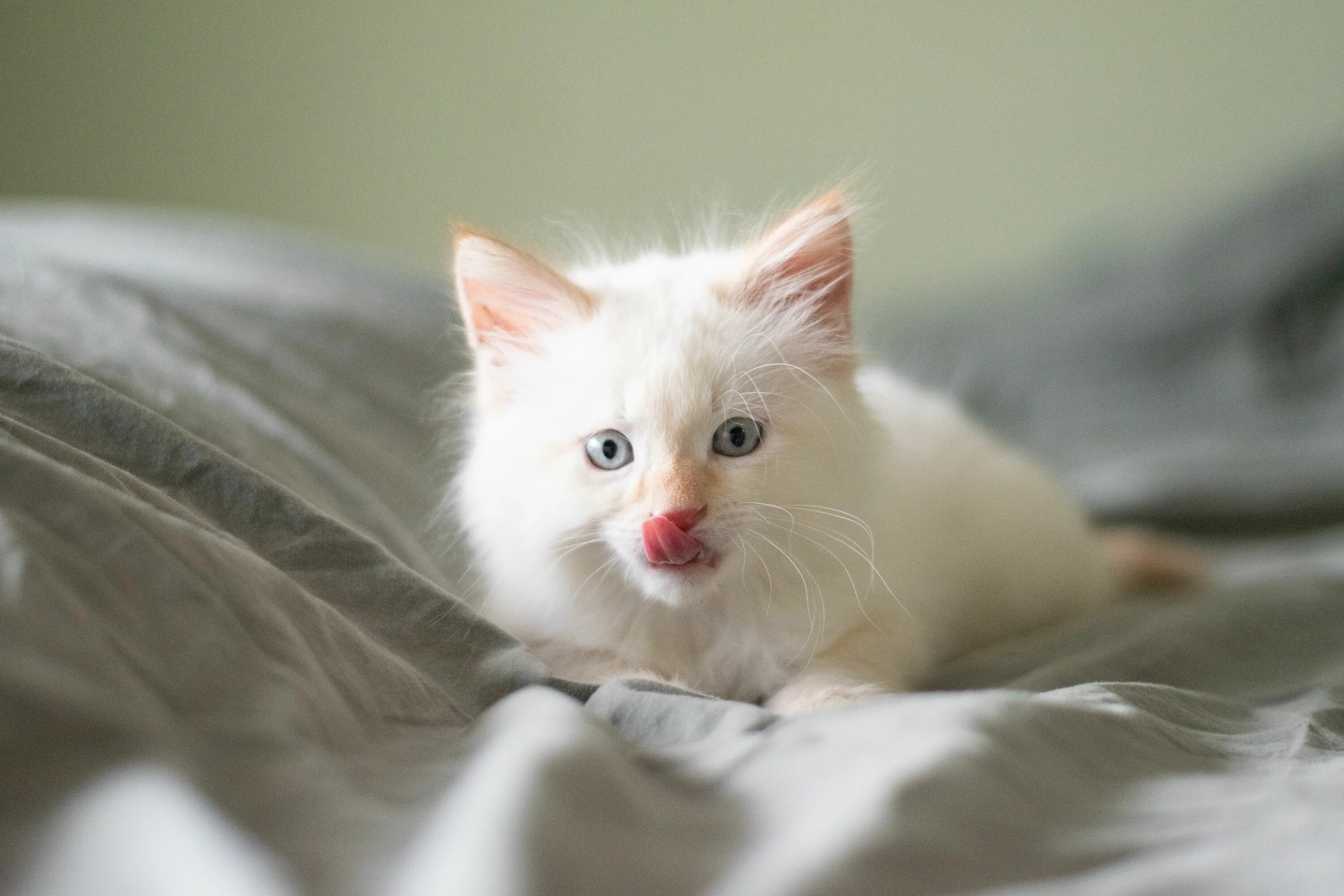 Сон белая кошка к чему снится. Белый котенок. Чисто белые котята. Простая белая кошечка. Бело бежевый котенок.