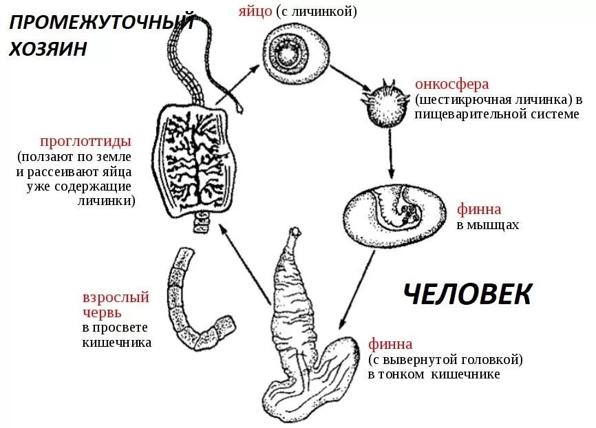 Какая стадия свиного цепня разовьется. Цикл развития бычьего цепня биология 7. Жизненный цикл свиного цепня биология. Бычий цепень жизненный цикл схема. Схема цикла развития ленточного червя.