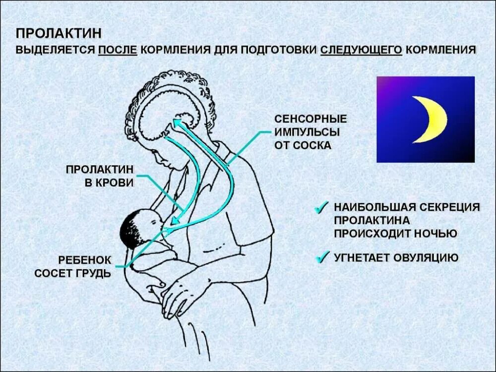 Беременность после вскармливания. Пролактин. Выделение пролактина. Пролактин выделяется:. Максимальная выработка пролактина.