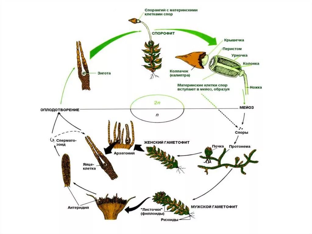 Зеленый мох кукушкин лен размножение. Цикл развития мха Кукушкина льна. Циклы развития развития Кукушкина. Жизненный цикл мха Кукушкин лен. Цикл развития мха Кукушкин лен схема.