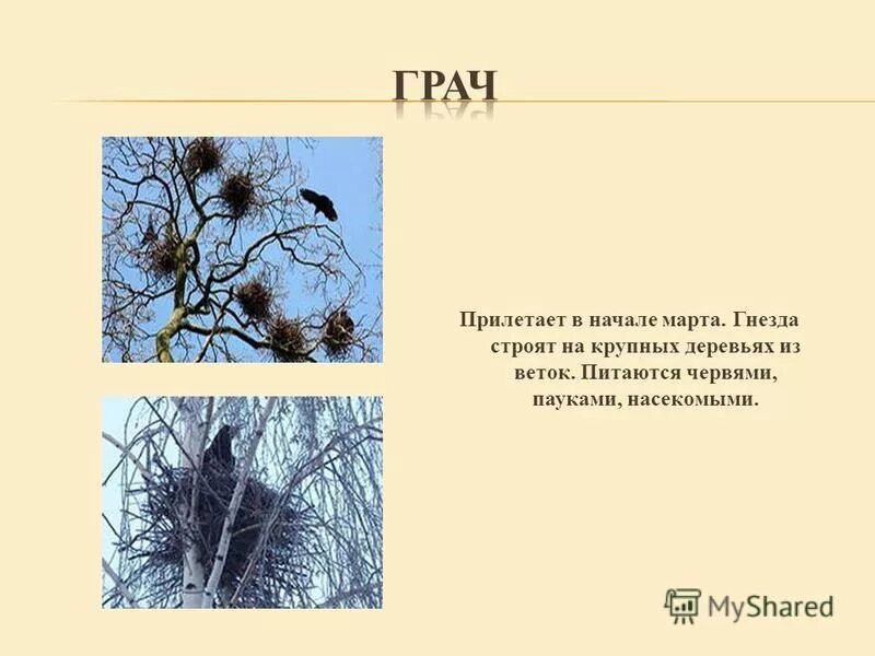 Гнезда грачей на дереве. Гнездо Грача. Грачи строят гнезда. Грачи вьют гнезда весной. 2 предложения о грачах