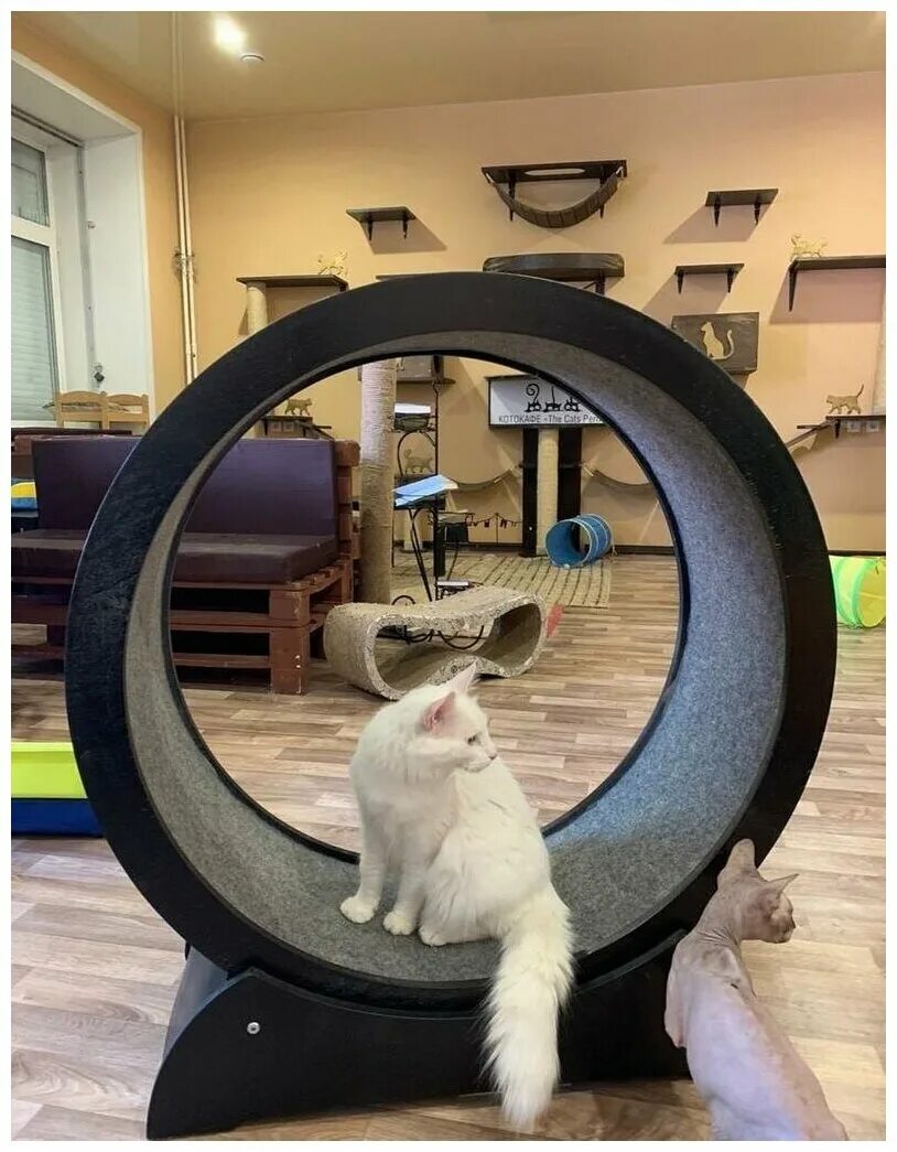 колесо для бенгалов. кошка дорожка. беговое колесо для кошек. валберис беговое колесо для кошек. колесо для кошек (беговая дорожка).