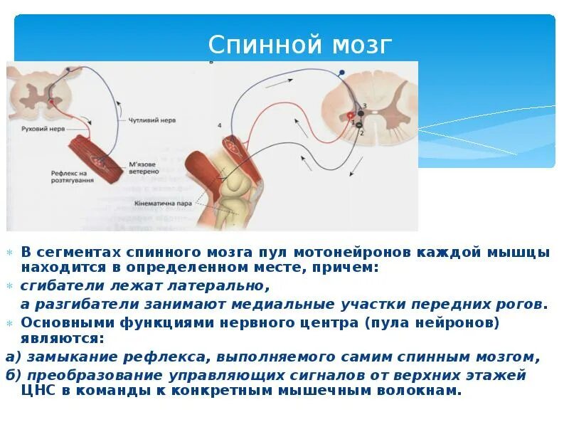 Двигательные рефлексы человека. Двигательные рефлексы спинного мозга. Классификация рефлексов спинного мозга. Классификация спинальных рефлексов. Основные двигательные рефлексы спинного мозга.