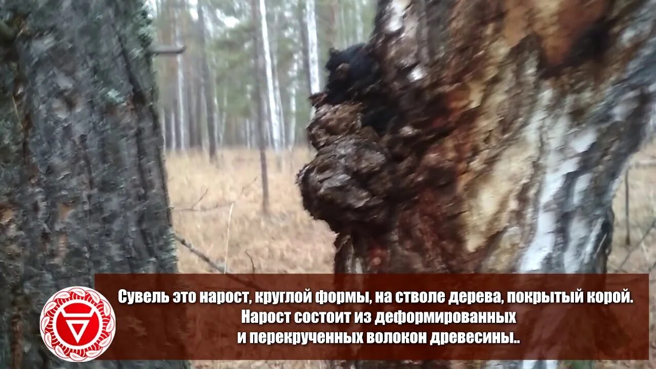 Видео как отличить. Чага сувель трутовик. Сувель кап березовый и чага. Нарост на Березе сувель. Чага сувель и кап.