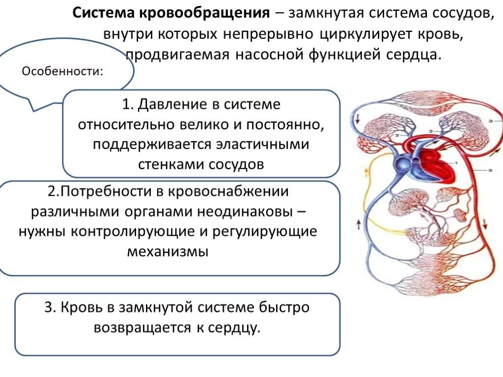 Система органов кровообращения болезни. Система органов кровообращения. Регуляция системы кровообращения. Функции системы кровообращения. Циркуляция крови в организме человека.