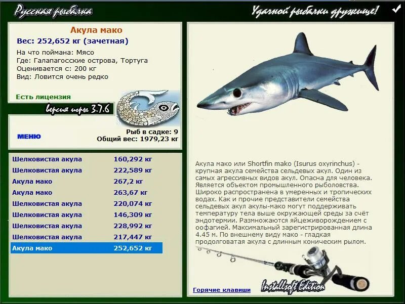 Мако акула опасна для человека. Акула мако. Семейство акульих. Акула мако описание. Сельдевая акула опасна для человека.