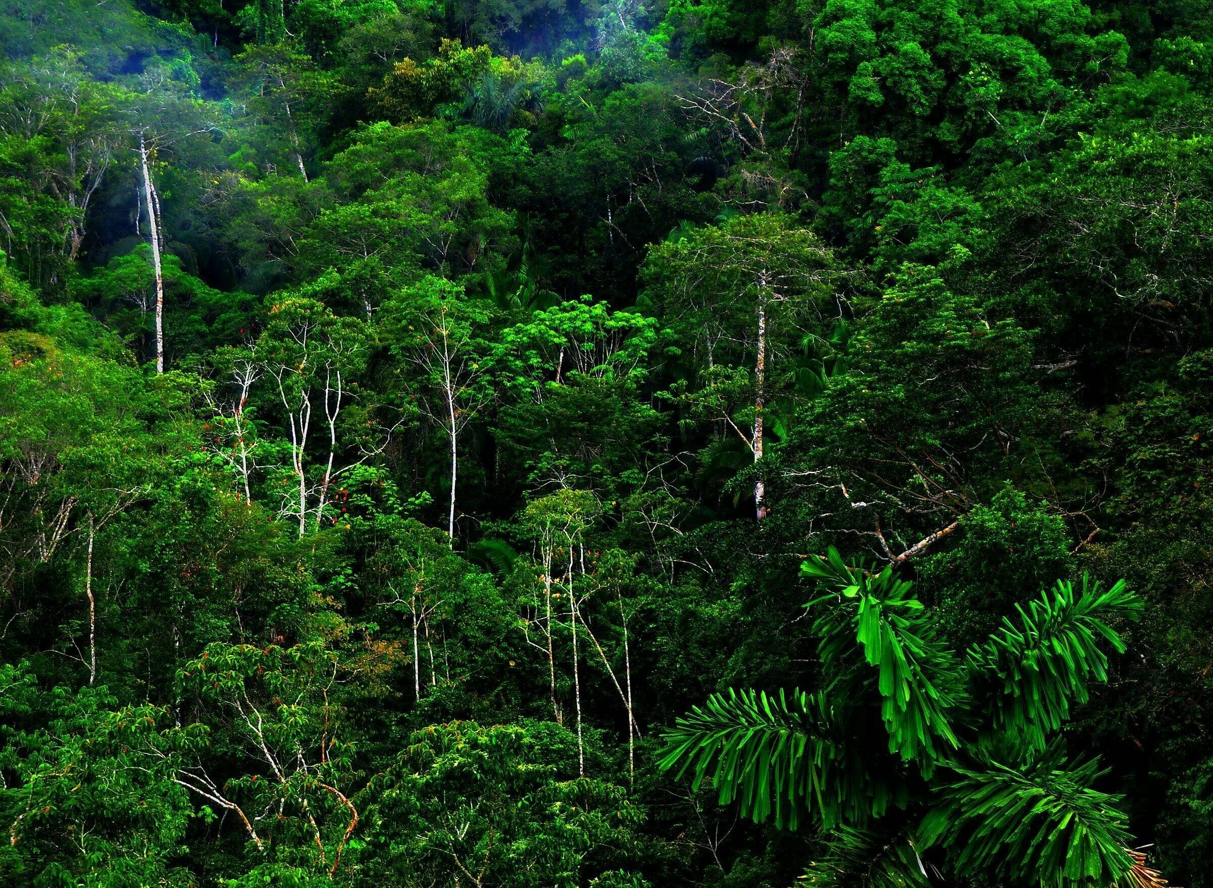Тропические леса Ацинананы. Влажные тропические леса Ацинананы. Муссонные листопадные леса. Вечнозелёные тропические леса Южной Америки.