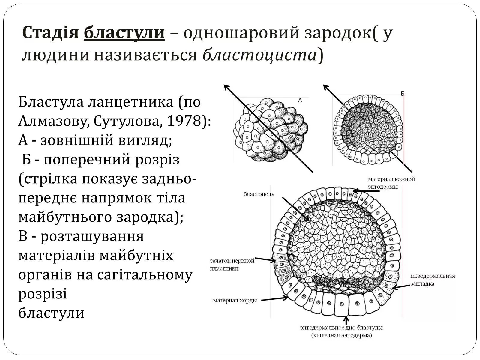 Какой процесс в цикле развития ланцетника изображен. Бластула. Бластула схема. Стадия бластулы ланцетника. Элементы бластулы ланцетника.