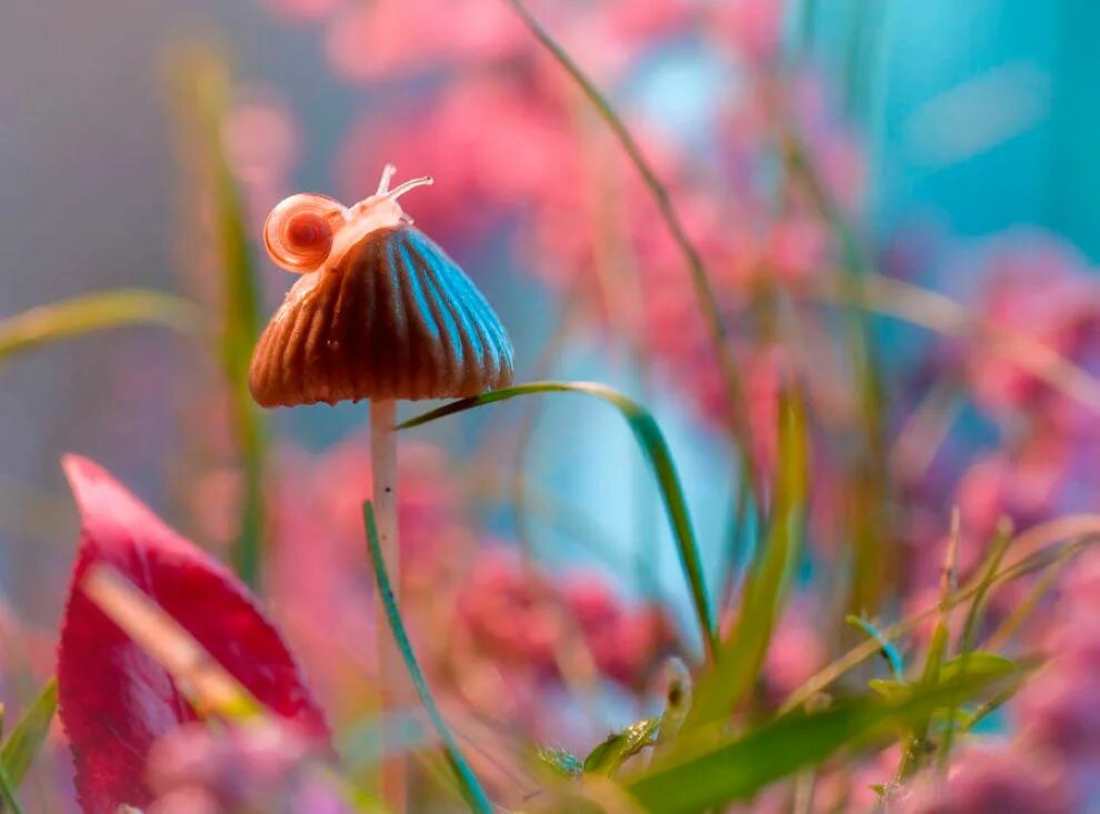 Фотограф Магдалена Васичек. Макросъемка природа. Удивительный мир природы. Цветы Макросъемка. Микро цветы