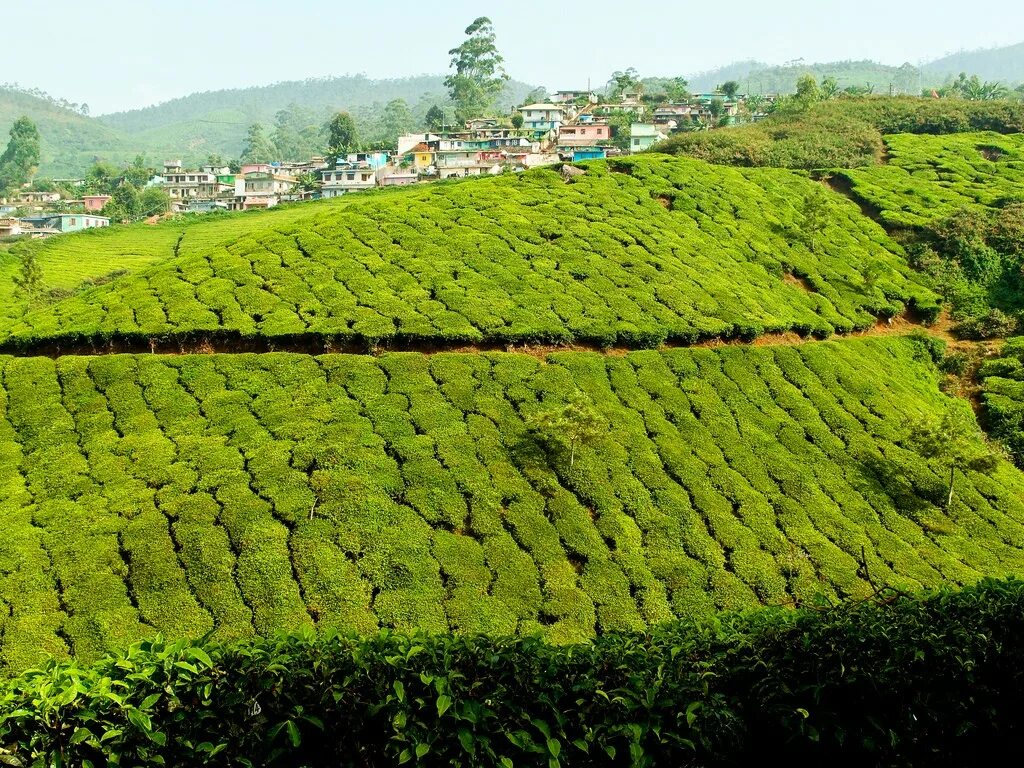 Виды плантаций. Чайные плантации Муннар в Южной Индии. Плантации чая Ассам Индия. Плантации чайные плантации Индии. Ассам индийские чайные плантации.