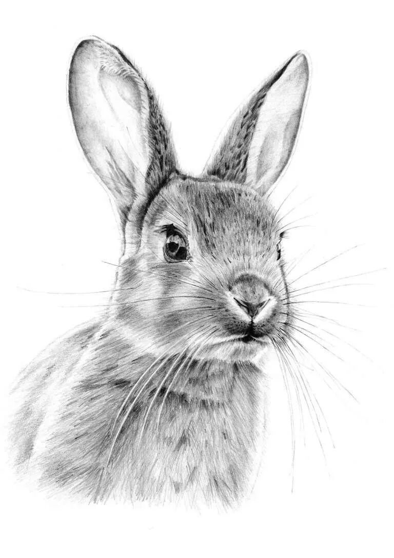 Нарисовать кролика карандашом. Кролик рисунок. Заяц карандашом. Заяц рисунок. Рисунок кролика карандашом для срисовки.