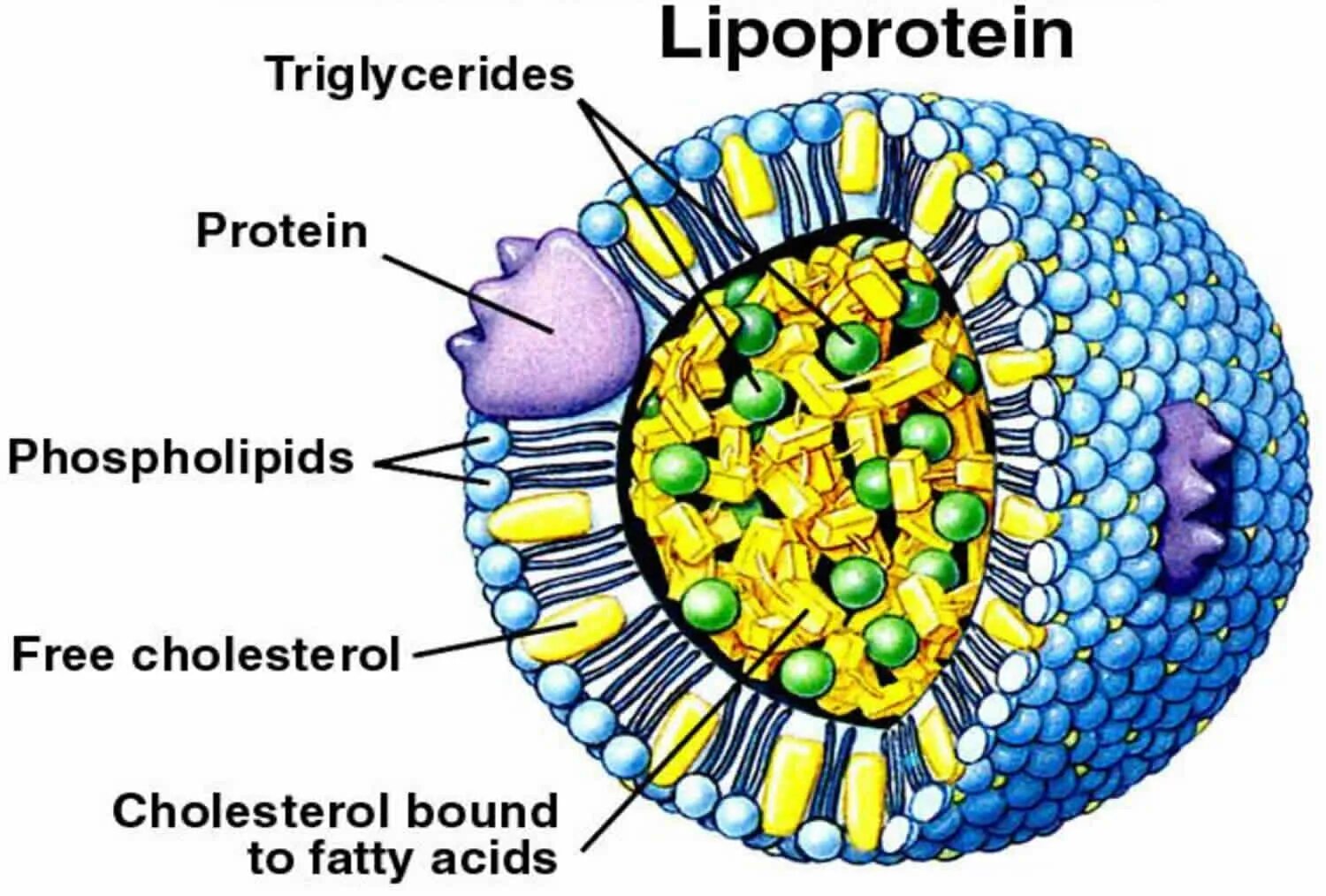 Строение липопротеинов плазмы. Функции липопротеинов плазмы крови. Строение липопротеинов плазмы крови. Липопротеин строение.