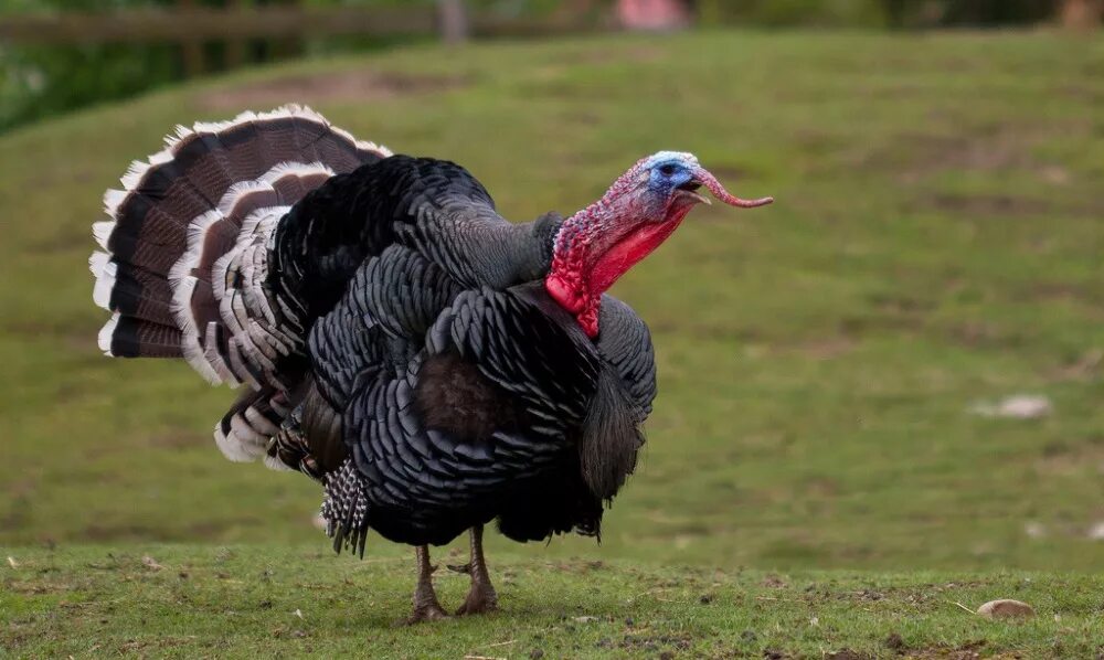 Индюк самец. Индюк самец. Индюк индюшка и индюшонок. Индюк и индюшка. Североамериканская дикая индейка.