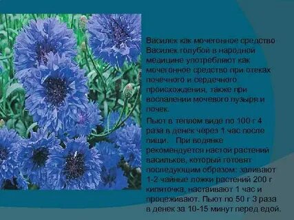Характеристика василька