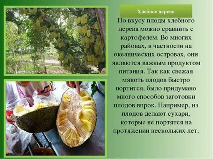 Дерево вкуса
