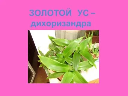 Алоэ золотой ус