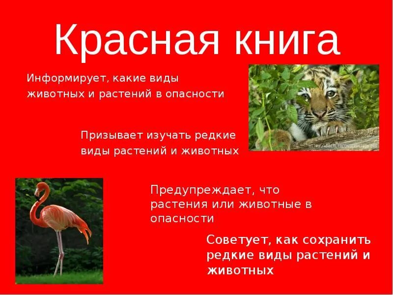 Какие виды вносят в красную книгу