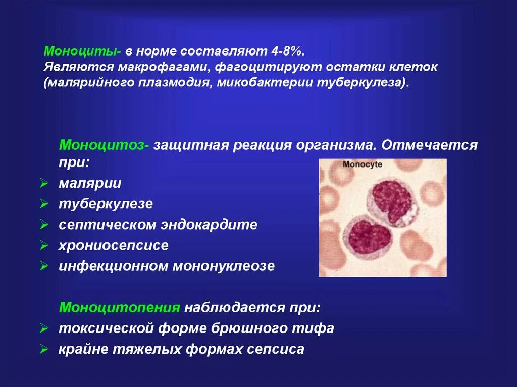 Моноциты и макрофаги. Образование моноцитов. Моноциты при туберкулезе. Предшественники моноцитов. Макрофаги количество