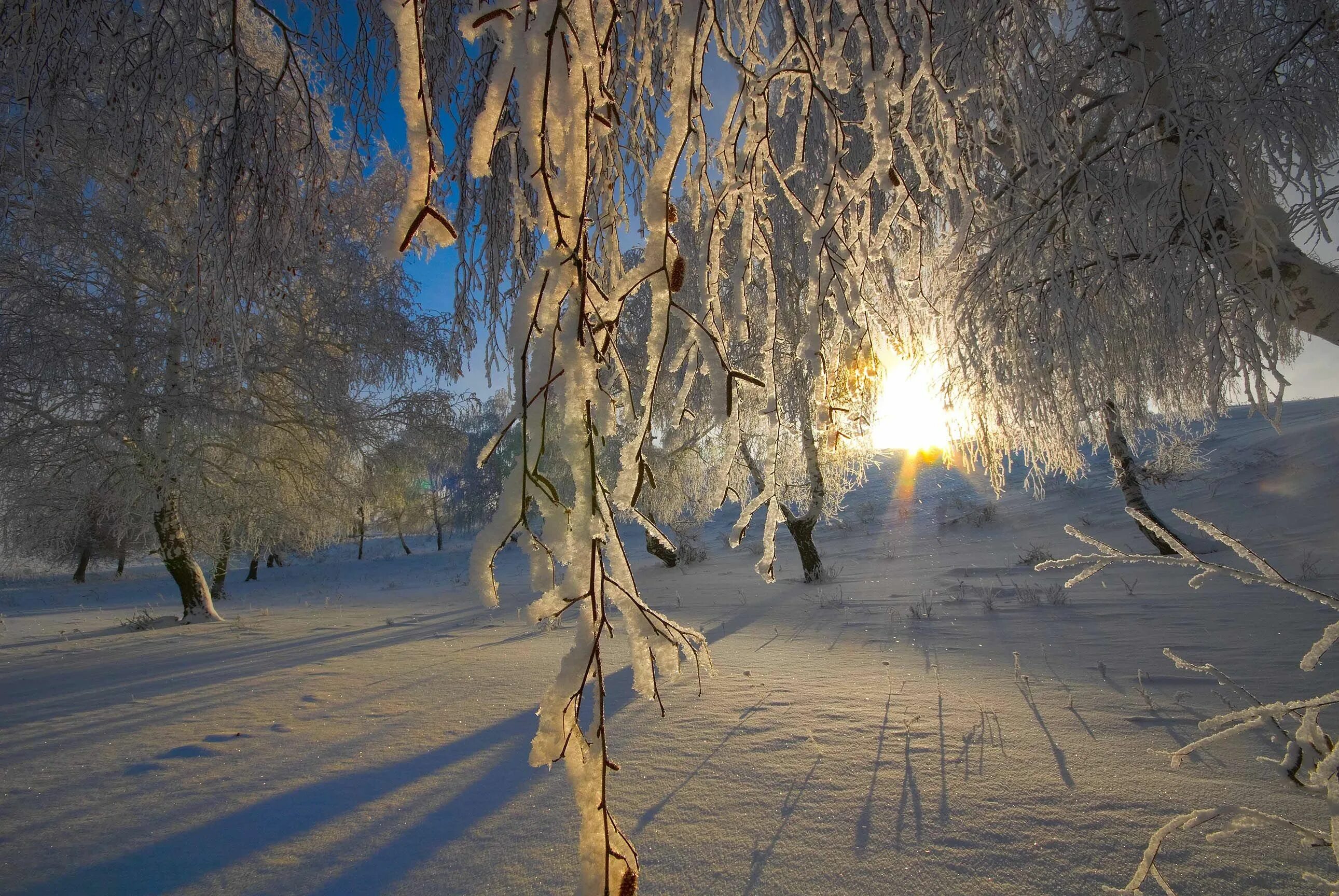 Береза зимой. Деревья в снегу. Береза под снегом. Береза в снегу.