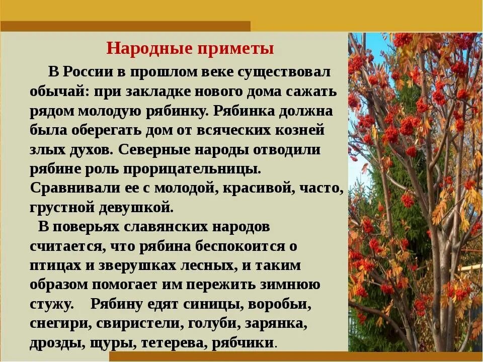 Народные приметы на 8 апреля. Народные приметы о рябине. рябина полезные свойства. народные приметы связанные с рябиной. рябина характеристика.