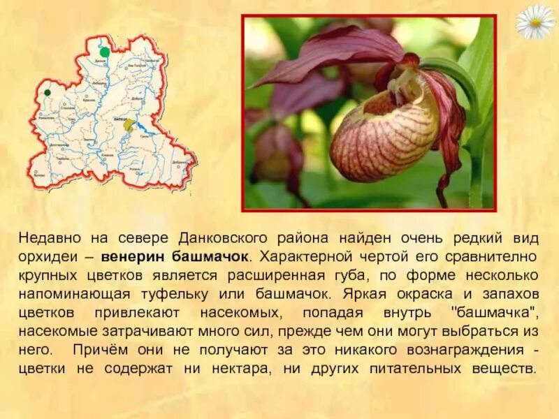 В какой природной зоне растет венерин башмачок. Венерин башмачок ареал обитания. интересные факты о растении венерин башмачок. венерин башмачок в липецкой области. венерин башмачок интересные факты для детей.