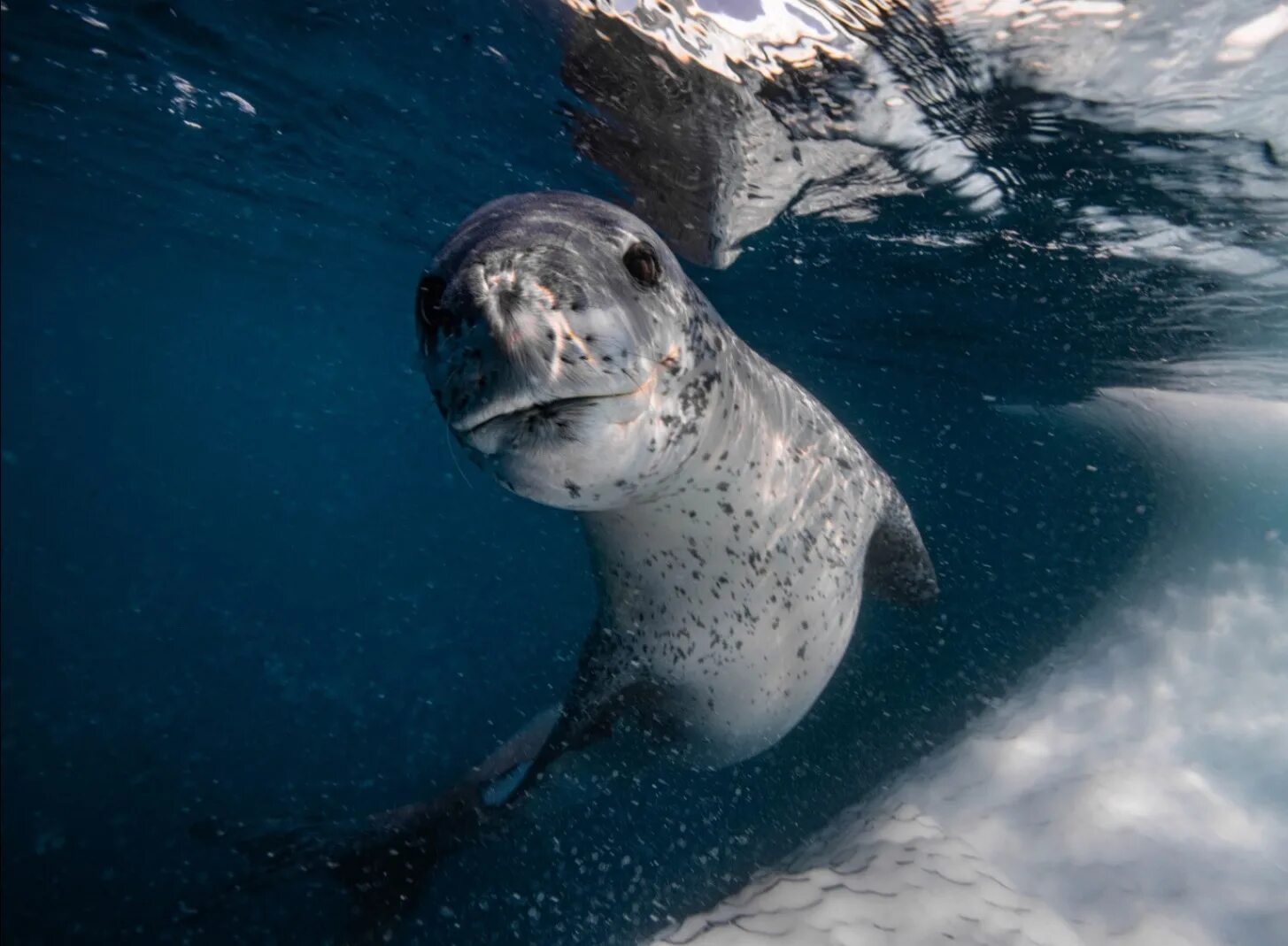 морской леопард рассказ. морской леопард в антарктиде. морской леопард в антарктиде. морской леопард в антарктиде. морской леопард в антарктиде.