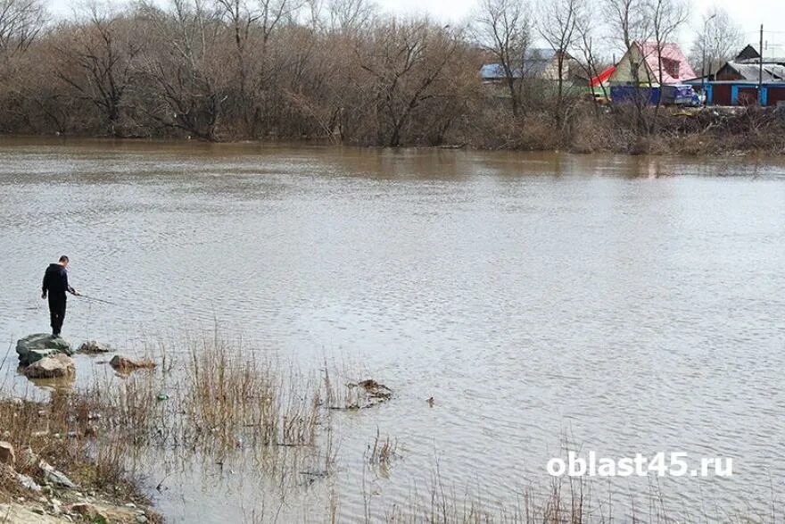 Уровень воды в реке тобол звериноголовское. Река Тобол Курган. Уровень воды в реке Тобол у Кургана. Тобол уровень реки. Паводок 2016 Курган уровень Тобола.