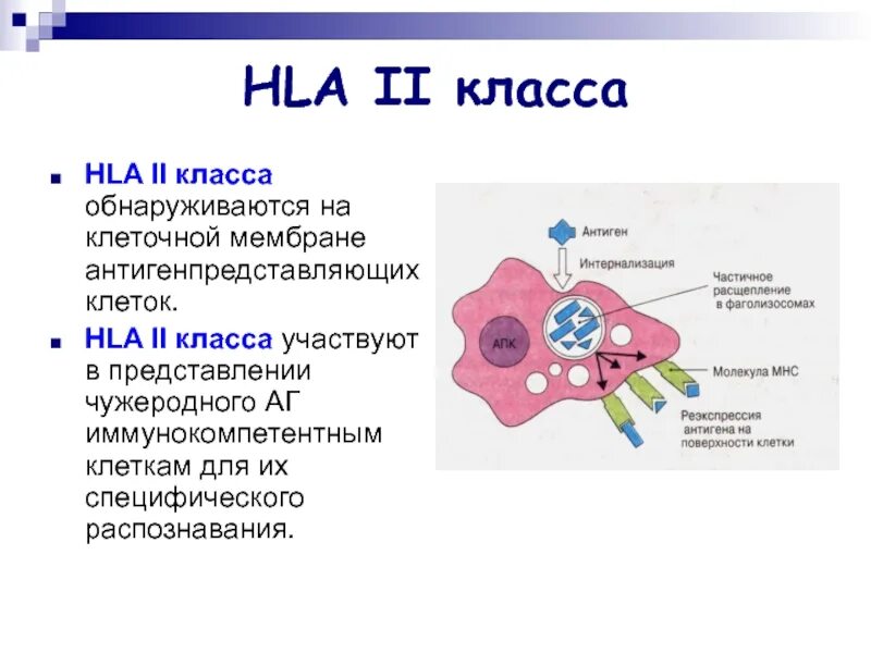 Клеточные антигены. HLA антигены 1 класса. Антигены HLA 2 класса. Клетки HLA иммунология. Антигены 1 2 класса HLA системы.