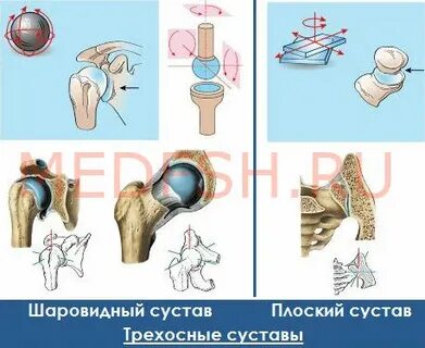 Какие суставы относятся к одноосным