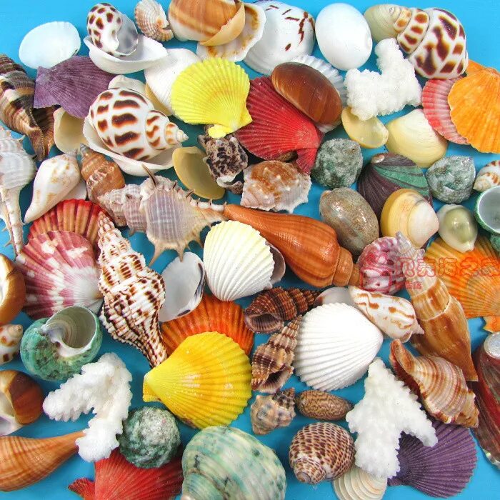 Ракушки морские. Ракушки в аквариуме. Разноцветные ракушки. Средиземноморские ракушки. Ракушки для аквариума